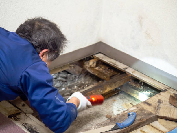 Best Certified Mold Removal  in Cherry Grove, OH