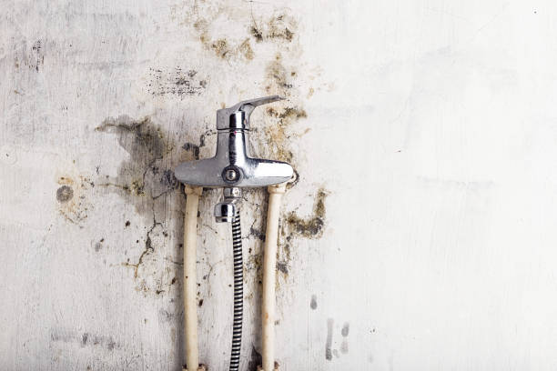Best Office Mold Removal Services  in Cherry Grove, OH