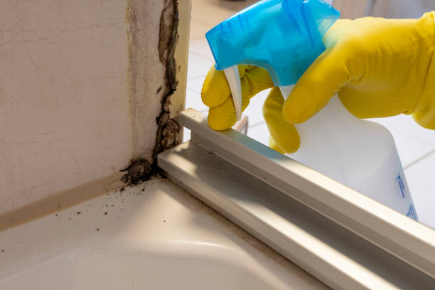 Best Fast Mold Removal  in Cherry Grove, OH