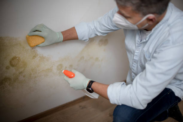 Best Local Mold Removal Service  in Cherry Grove, OH